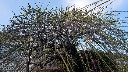 名古屋市名東区明徳公園周辺の民家に咲く枝垂れ梅