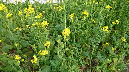 名古屋市名東区明徳公園周辺に咲く菜の花