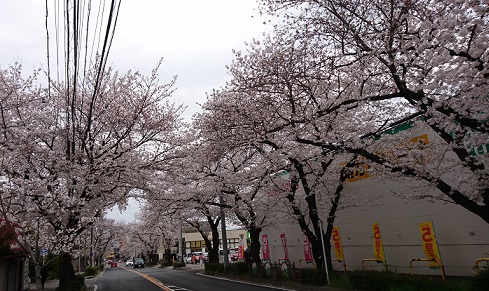 名古屋市名東区富ケ丘から藤ケ丘駅までの桜並木