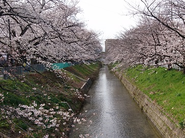 名古屋市北区の御用水跡街園の桜