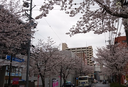 名古屋市名東区富ケ丘から藤ケ丘駅までの桜並木