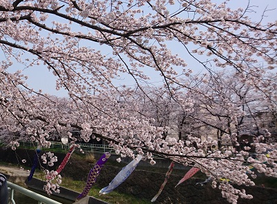 名古屋市名東区香流川の桜（2019年3月末）