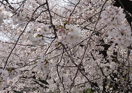 名古屋市北区にある御用水跡街園の桜