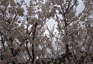 明徳公園の早さき桜