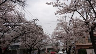 名古屋市名東区藤ケ丘周辺の桜並木