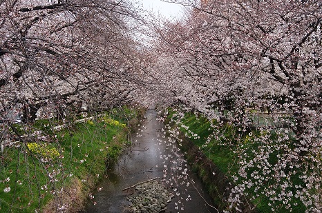 名古屋市北区にある御用水跡街園の桜