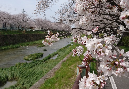 名古屋市名東区香流川の桜