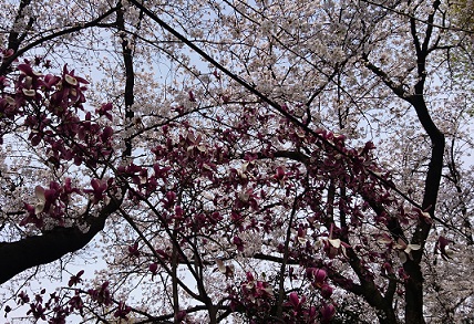 名古屋市北区にある御用水跡街園の桜とモクレン