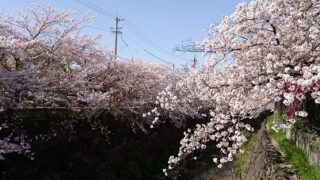 名古屋市瑞穂区山崎川の桜
