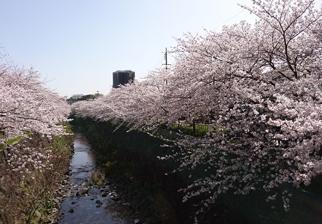 名古屋市瑞穂区の山崎川の桜