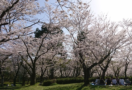 名古屋市千種区平和公園の桜