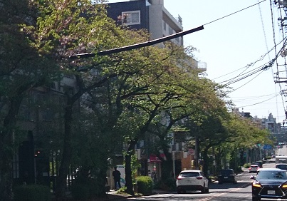 藤ケ丘駅から西方面の桜並木