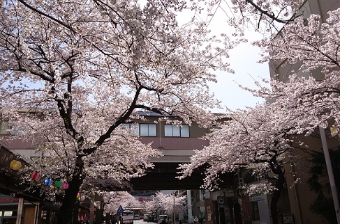 名古屋市名東区藤ケ丘駅周辺の桜
