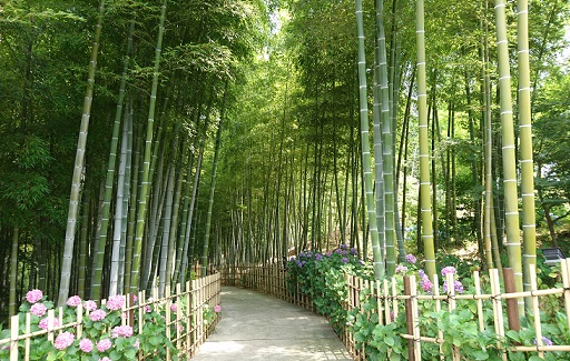 高徳院の竹林