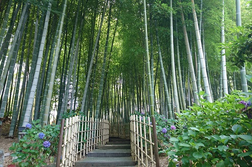 高徳院の竹林