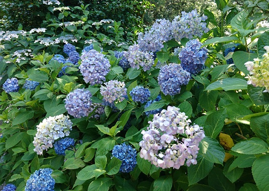 名古屋市営東谷山フルーツパークの紫陽花