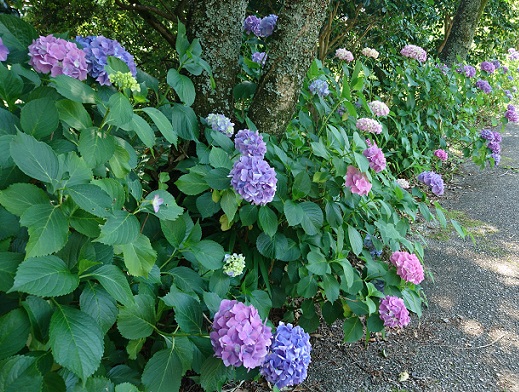 名古屋市営東谷山フルーツパークの紫陽花