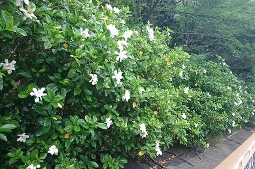 名古屋市名東区石が根交差点近くのくちなしの花