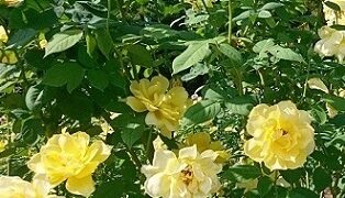 名古屋市庄内緑地のバラの花