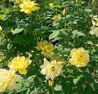 名古屋市庄内緑地のバラの花