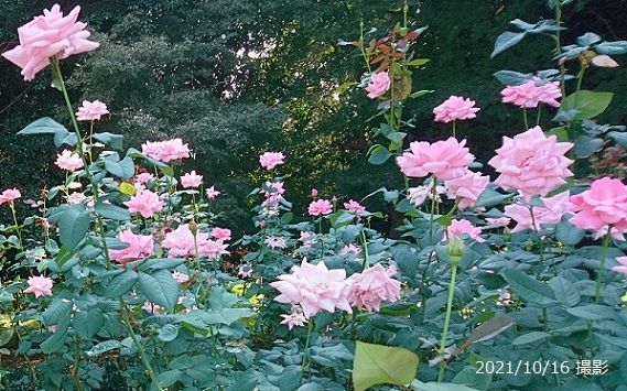 名古屋市庄内緑地のバラ