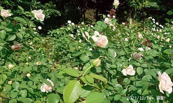 名古屋市庄内緑地のバラ