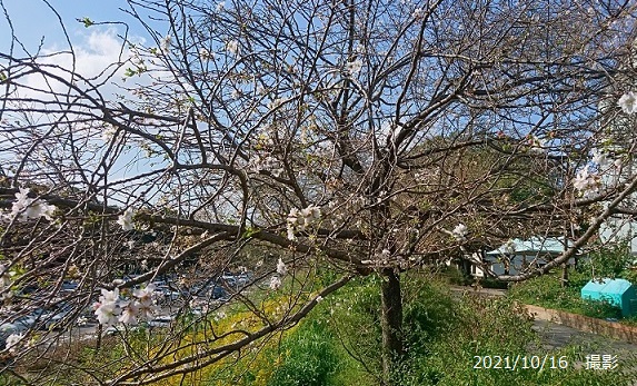 名古屋市庄内緑地の桜