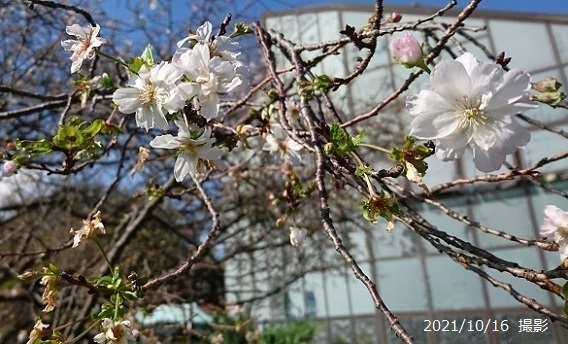名古屋市庄内緑地の桜（アップ）