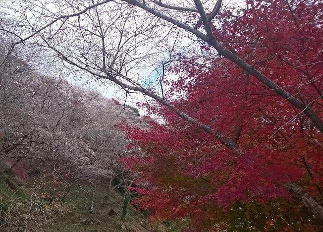 愛知県豊田市小原四季桜（川見地区）