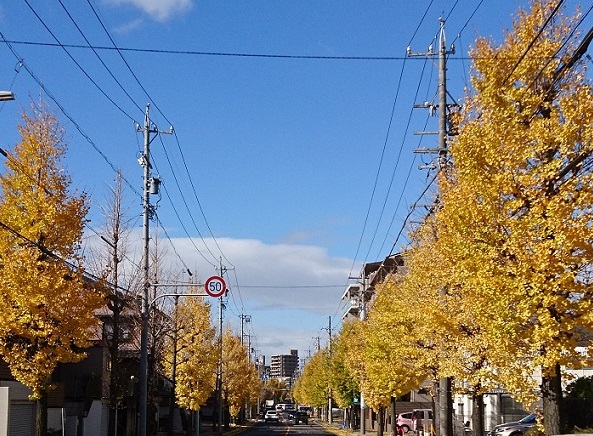名古屋市名東区藤ケ丘北側周辺の街路樹
