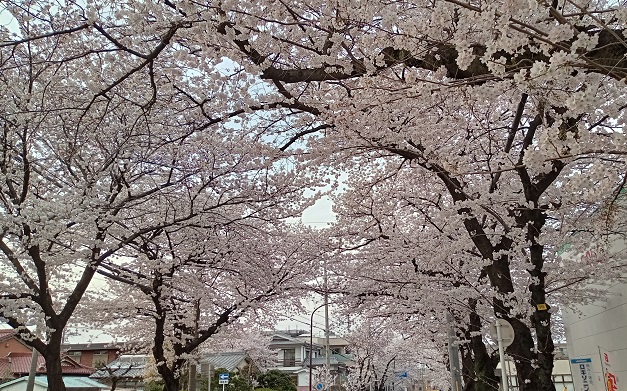 名古屋市名東区藤が丘周辺の桜並木