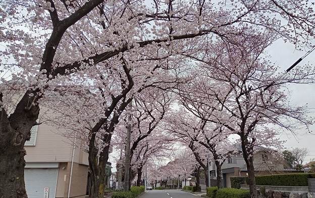 名古屋市守山区守孝界隈の桜並木