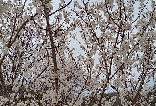 名古屋市名東区明徳公園に咲く桜実の花