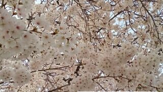 名古屋市名東区藤が丘周辺の桜