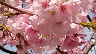 名古屋市東区の早咲き桜（オオカンザクラ）
