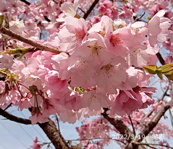 名古屋市東区の早咲き桜（オオカンザクラ）