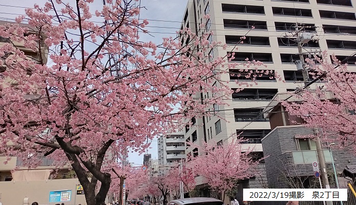 名古屋市東区の早咲き桜みち