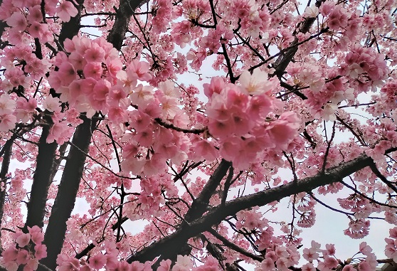 2022年3月19日撮影名古屋市東区の桜並木（オオカンザクラ）