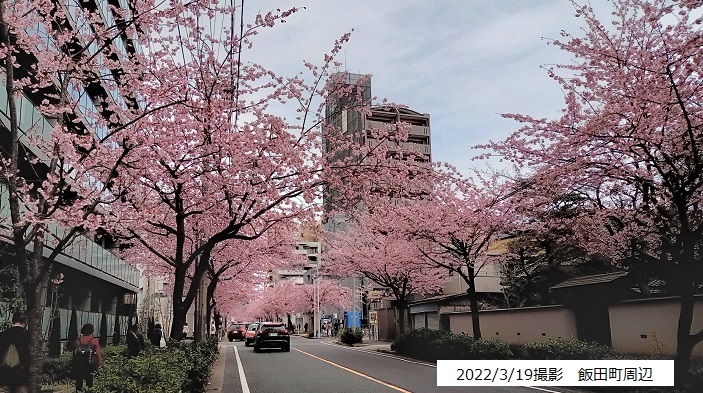 名古屋市東区の早咲き桜みち