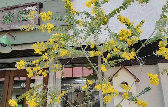 名古屋市名東区の花屋凜花の店先のミモザ