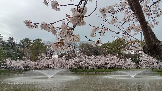 名古屋市北区にある名城公園の桜