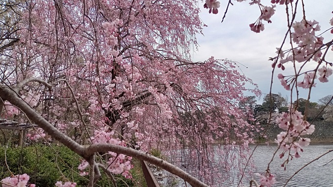 名古屋市北区にある名城公園のしだれ桜