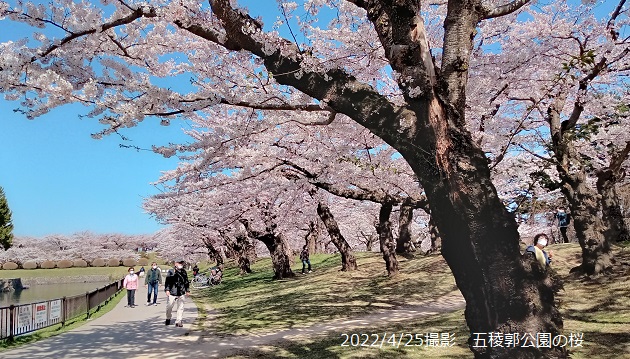 函館五稜郭公園の桜