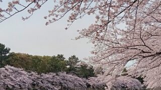 名古屋市港区荒子川公園の桜