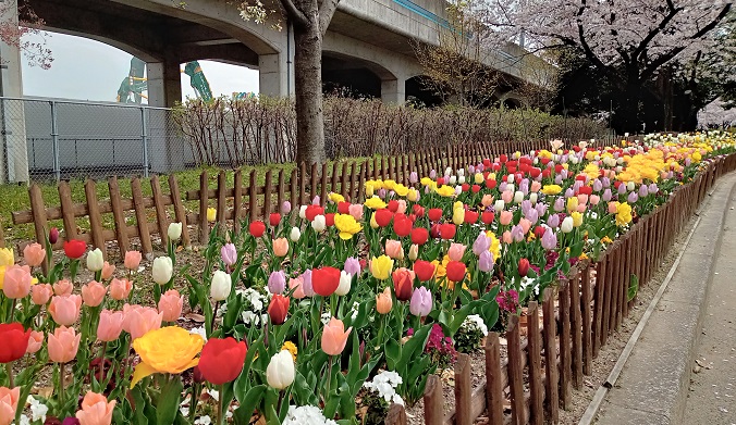 荒子川公園入り口のチューリップの花壇