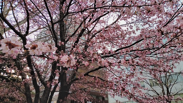 札幌大通公園の桜