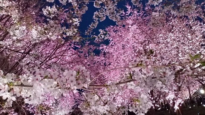 名古屋市東山植物園の桜の回廊のライトアップの様子