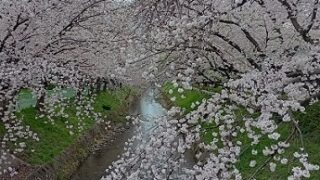 名古屋市北区にある御用水跡街園の桜並木