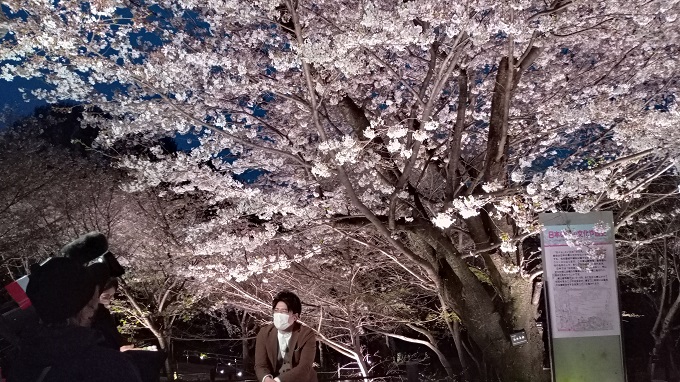 名古屋市東山植物園の桜の回廊のライトアップ生放送中のCBCテレビの永岡アナウンサー