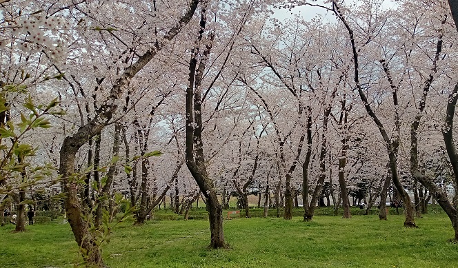 名古屋市西区にある庄内緑地公園の桜